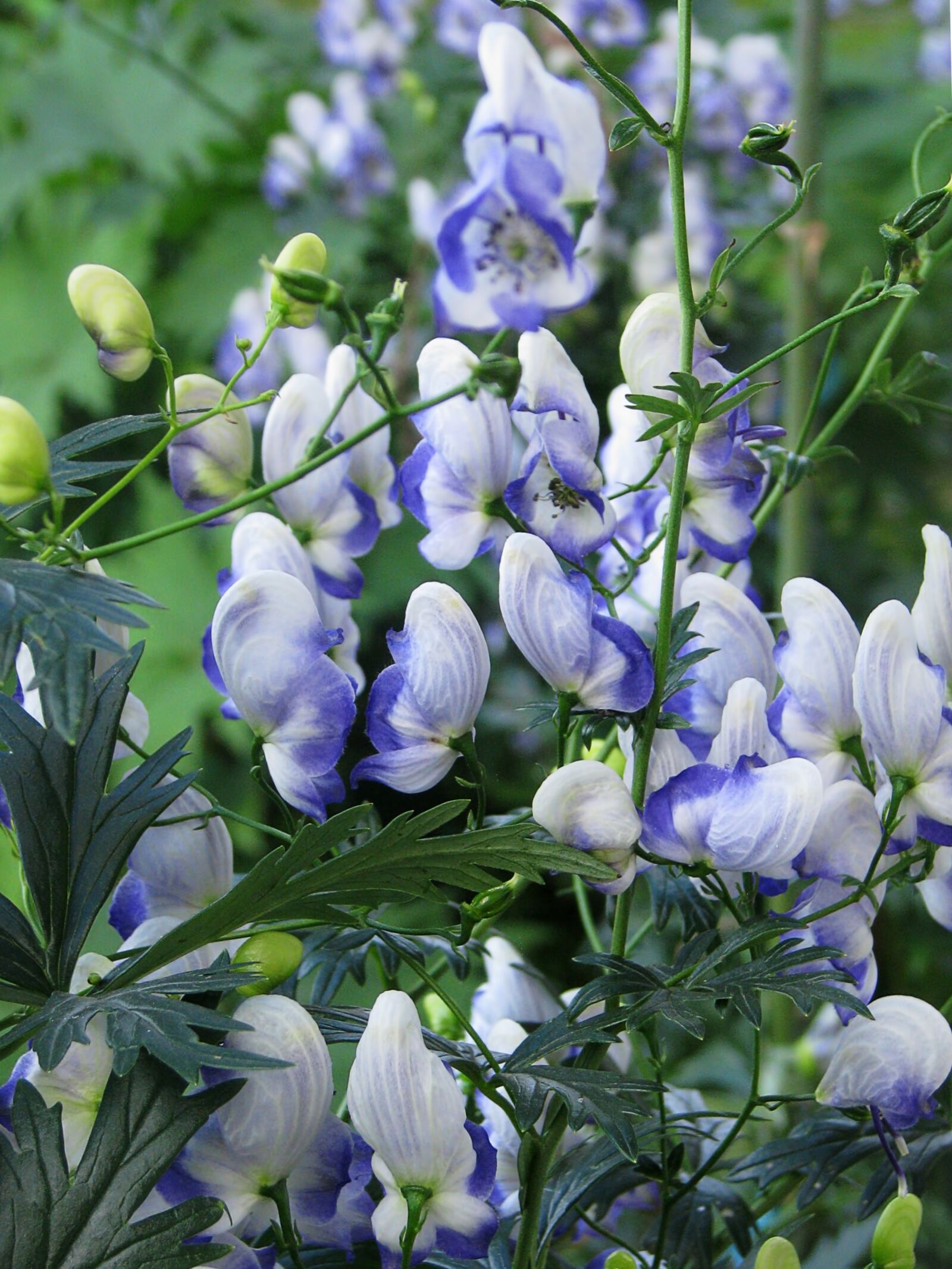 Canon POWERSHOT S5 IS sample photo. Flower, blue and white photography