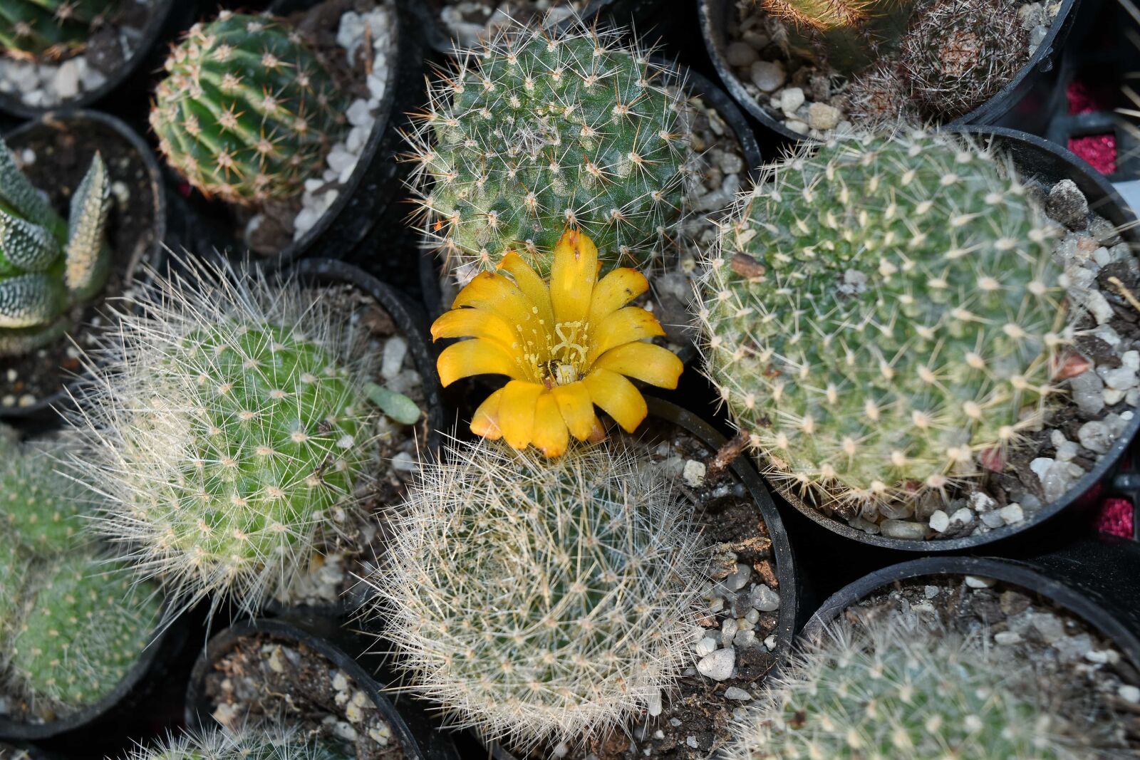 Nikon D5500 sample photo. Flowerpot, flora, desert, spike photography