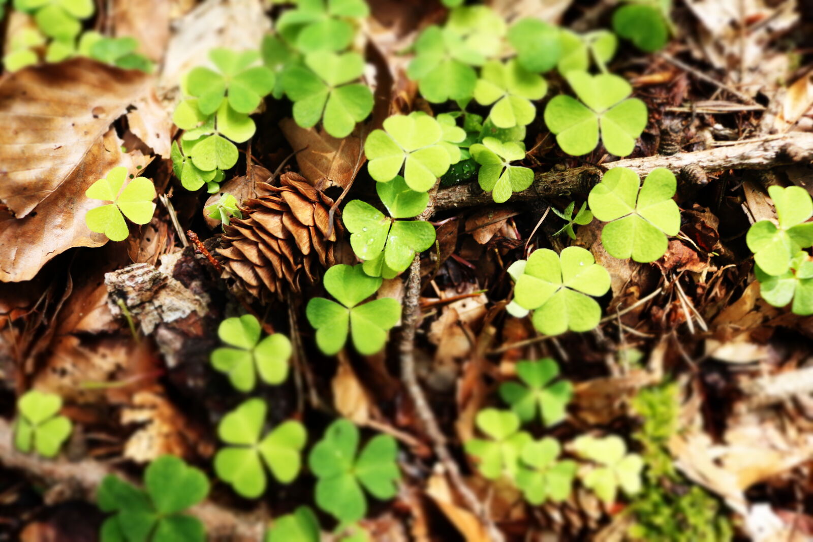 Canon EOS 750D (EOS Rebel T6i / EOS Kiss X8i) sample photo. Clover, fir, cone, forest photography