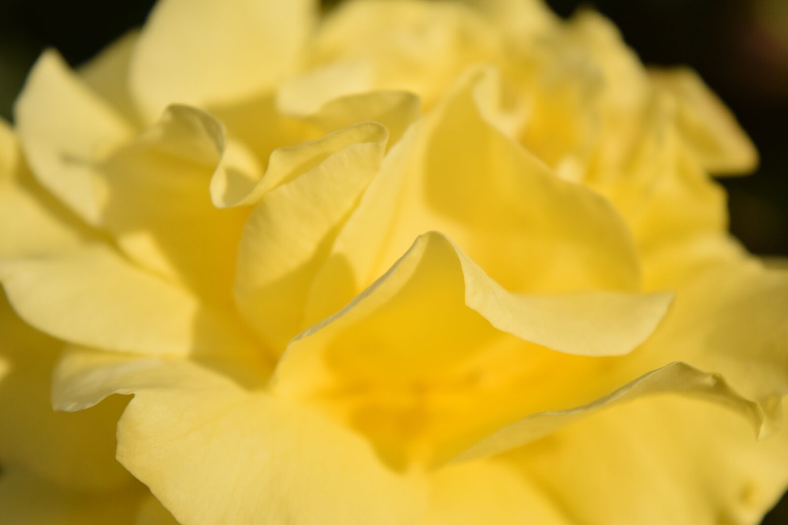 Nikon D3300 sample photo. Background, rose, close up photography