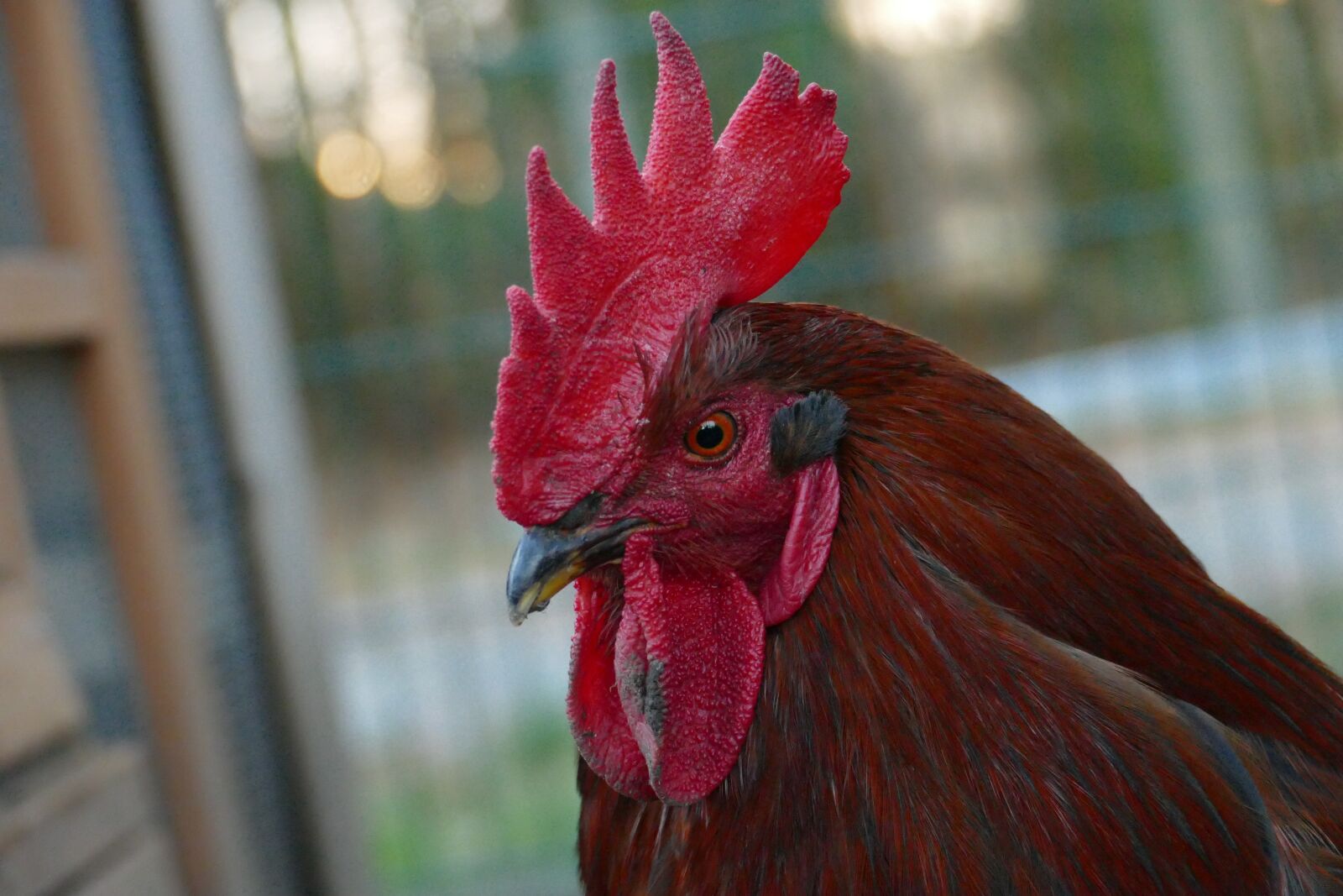 Panasonic Lumix DMC-FZ1000 sample photo. Chicken, bird, poultry photography