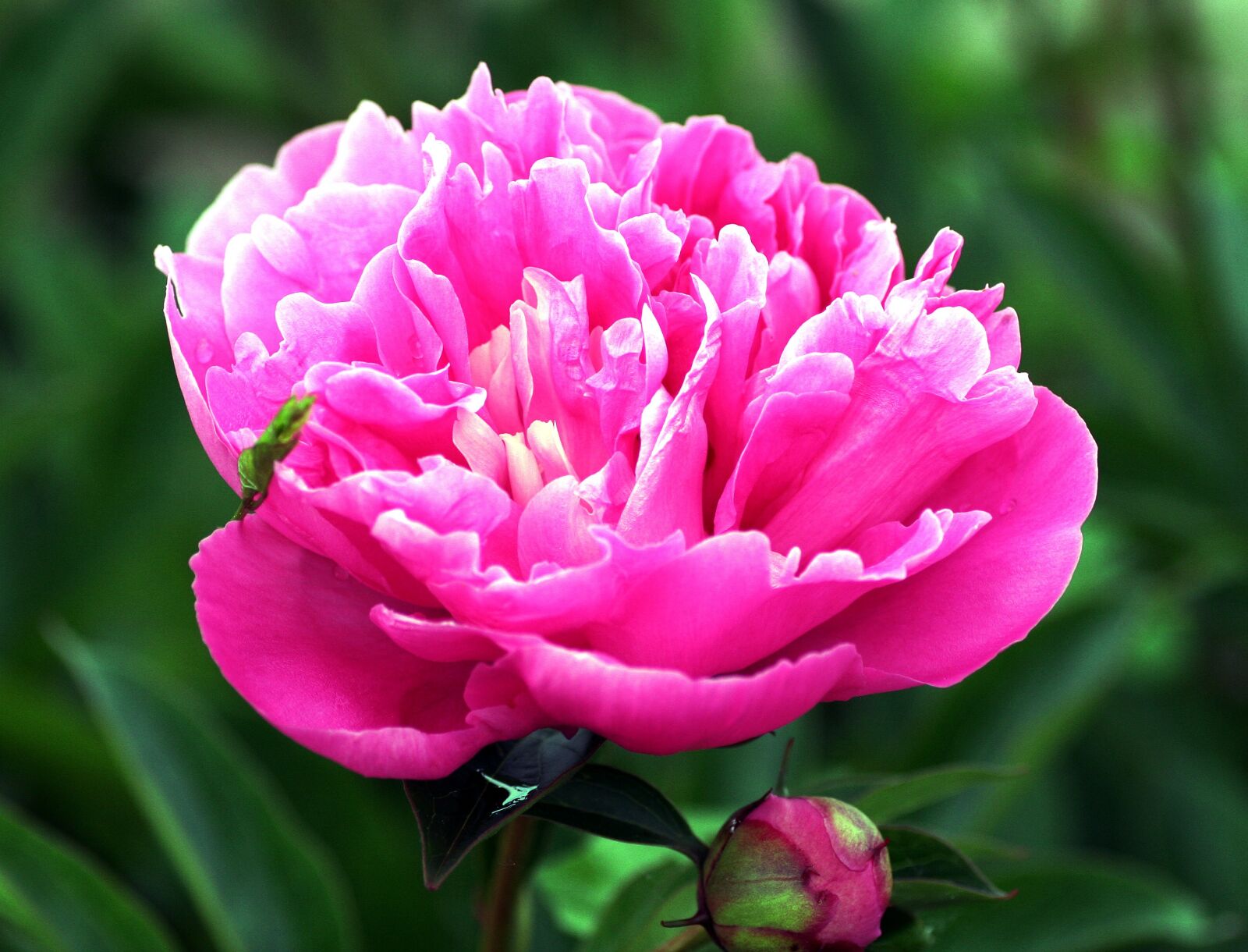 Canon EOS 350D (EOS Digital Rebel XT / EOS Kiss Digital N) sample photo. Peony, pink, garden photography
