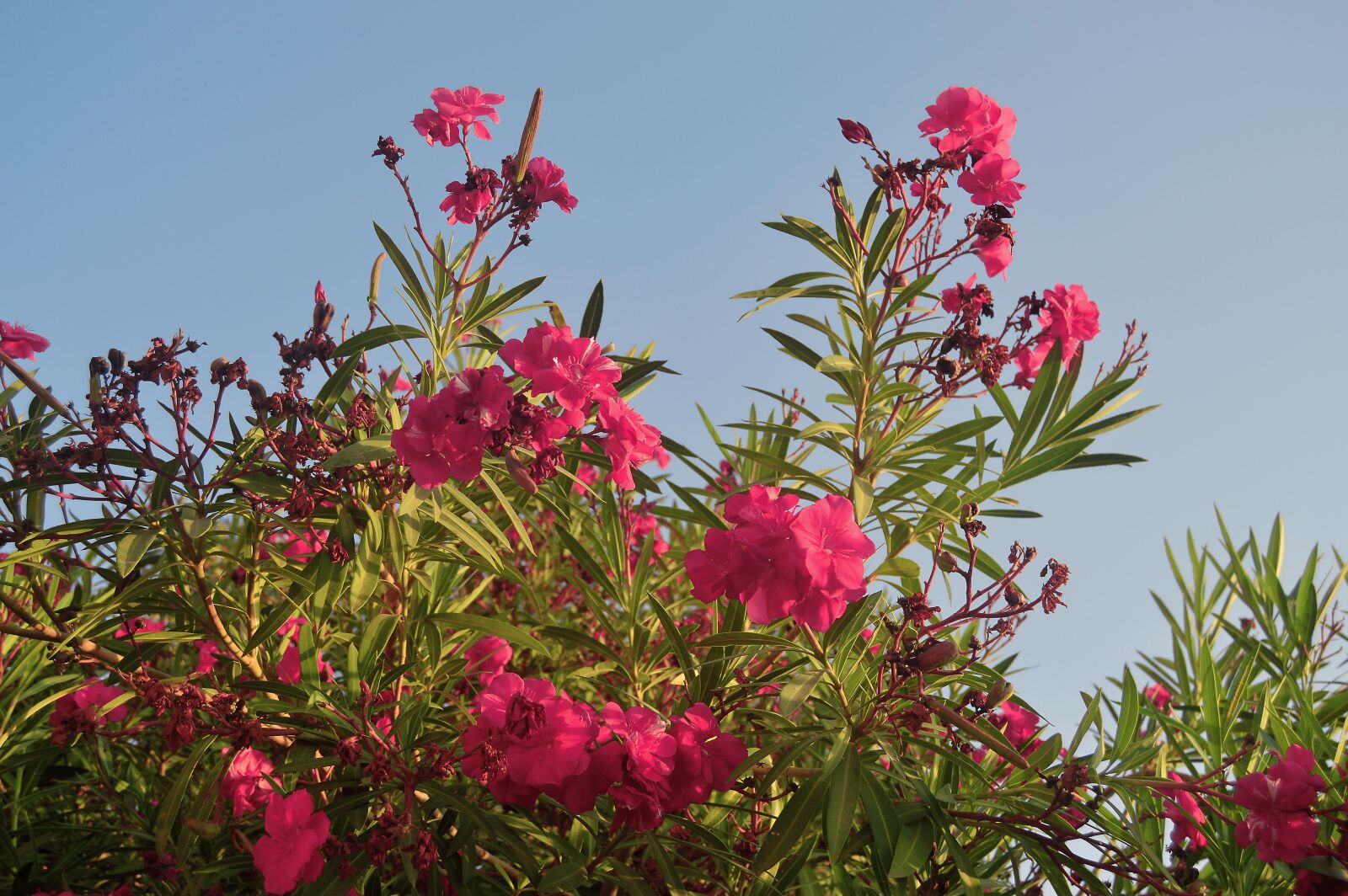 Nikon D3200 sample photo. Oleander, rhododendron, pink flowers photography