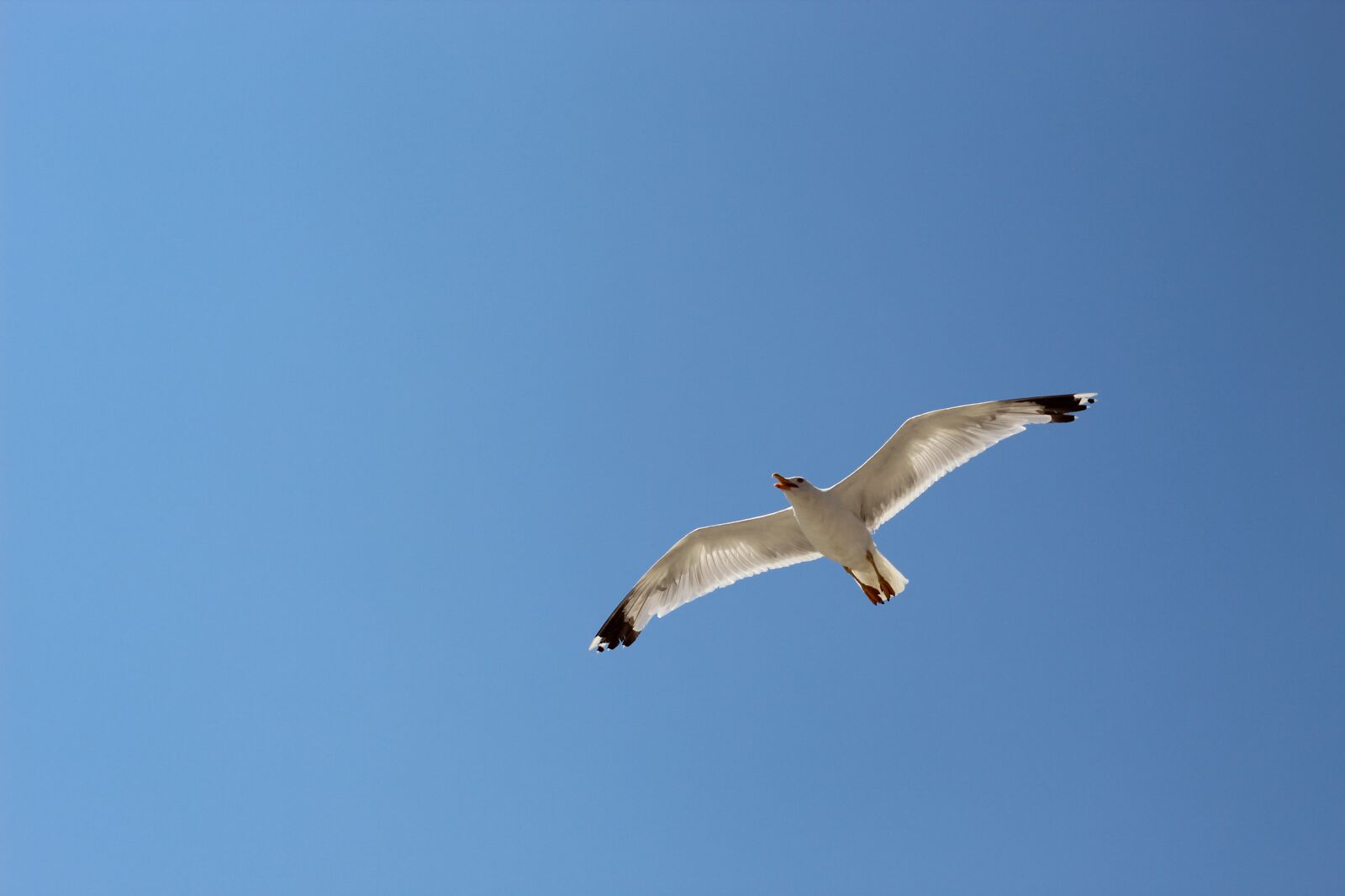 Canon EOS 1300D (EOS Rebel T6 / EOS Kiss X80) sample photo. Bird, animals, nature photography