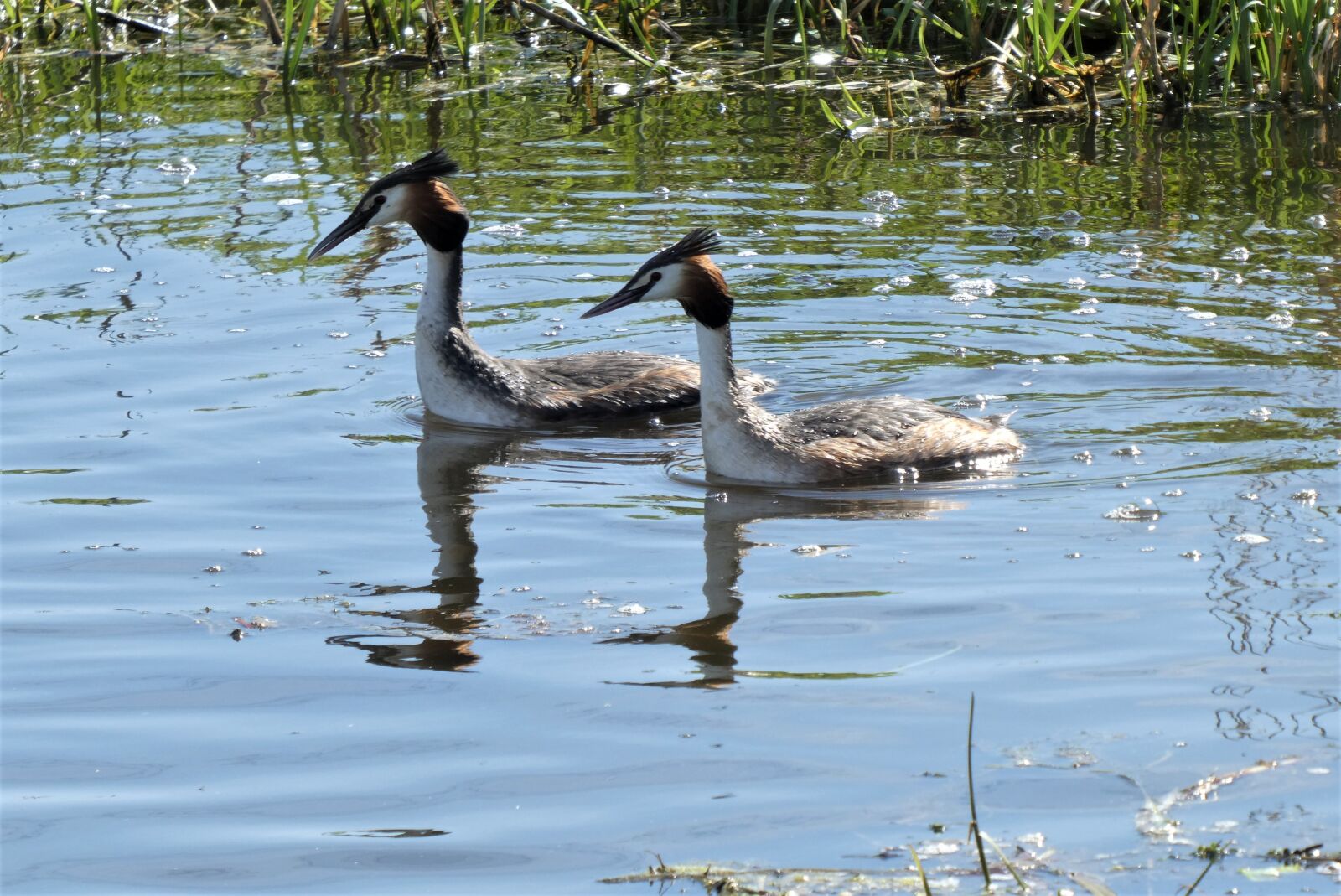 Panasonic Lumix DC-ZS70 (Lumix DC-TZ90) sample photo. Great crested grebe, grebe photography