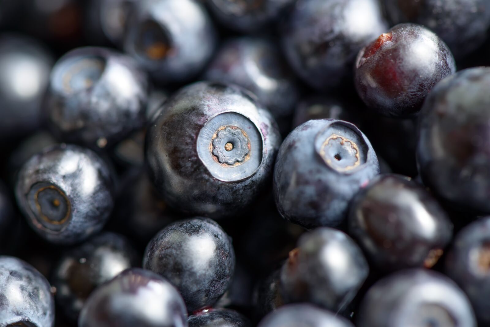 Nikon D800E sample photo. Berries, forest, blueberry photography