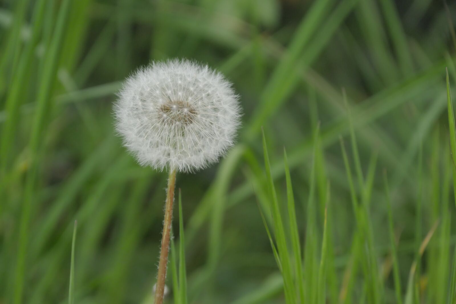 Panasonic Lumix DMC-GX8 sample photo. Dandelion, meadow, nature photography