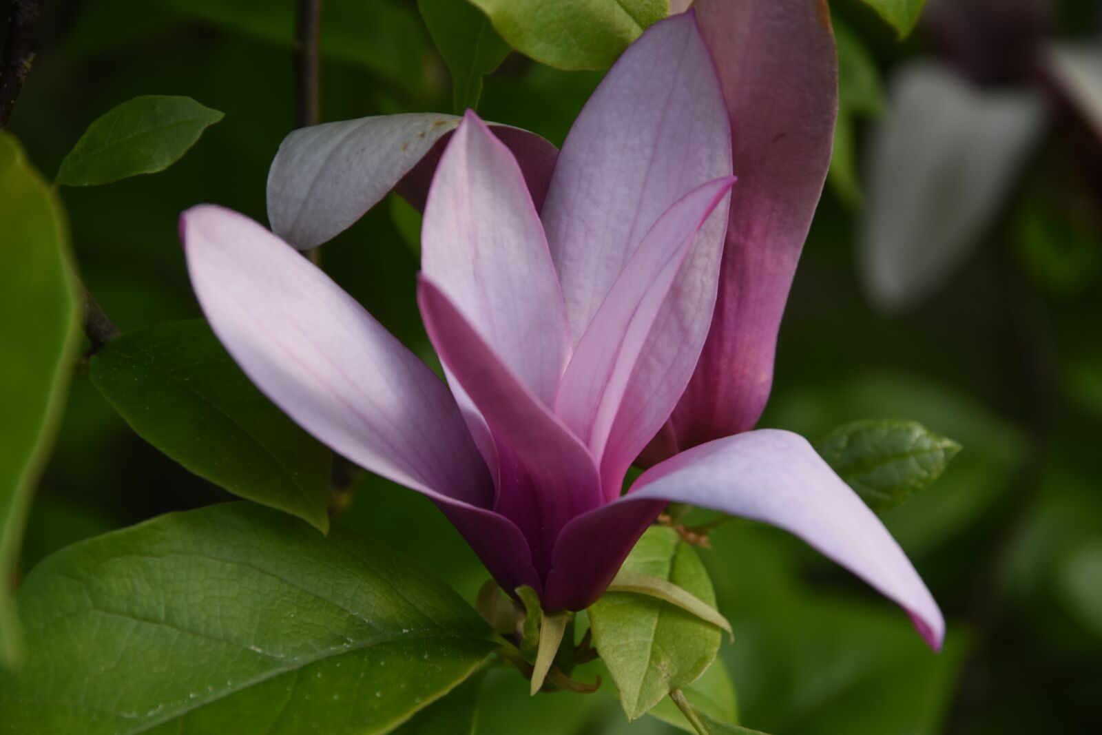 Nikon D5500 sample photo. Plant, leaf, nature photography