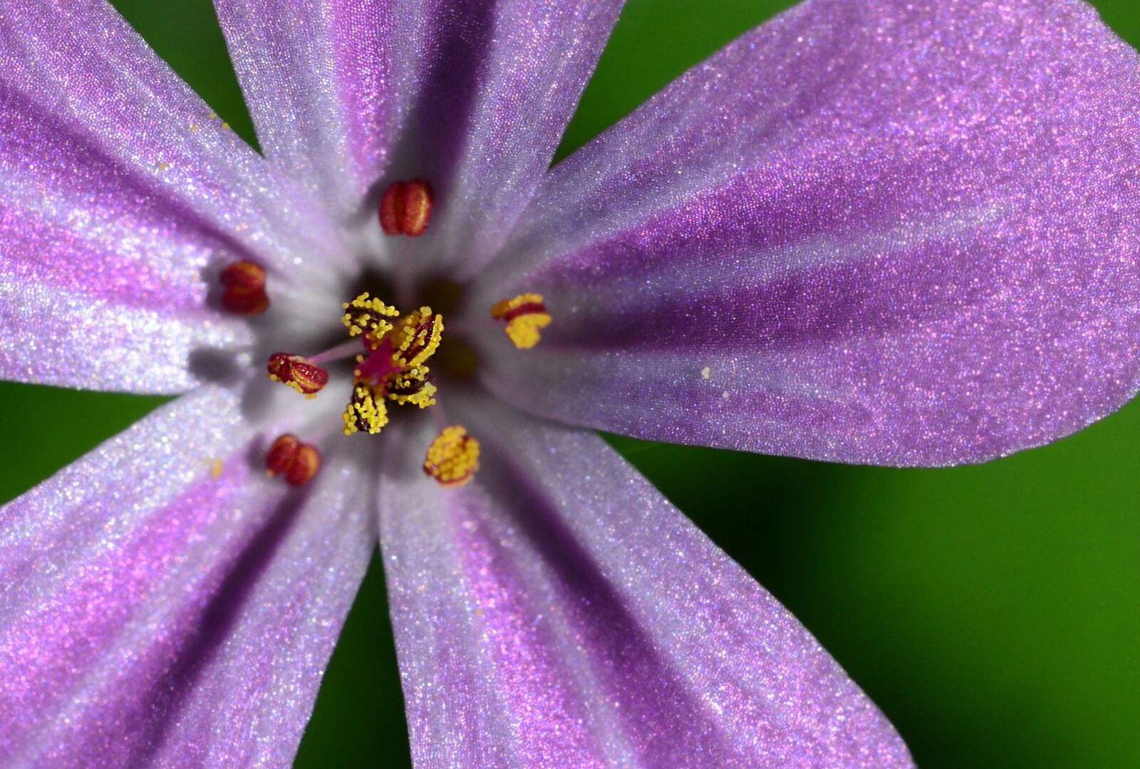 Nikon D610 sample photo. Blossom, bloom, purple photography