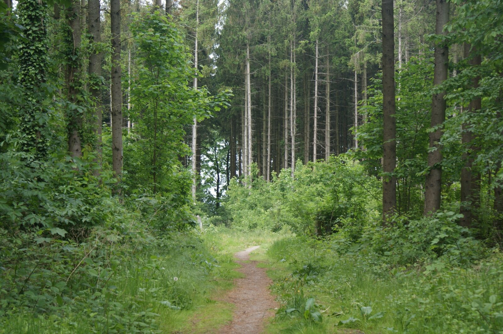 Sony Alpha DSLR-A350 sample photo. Pawn sche, nature, forest photography