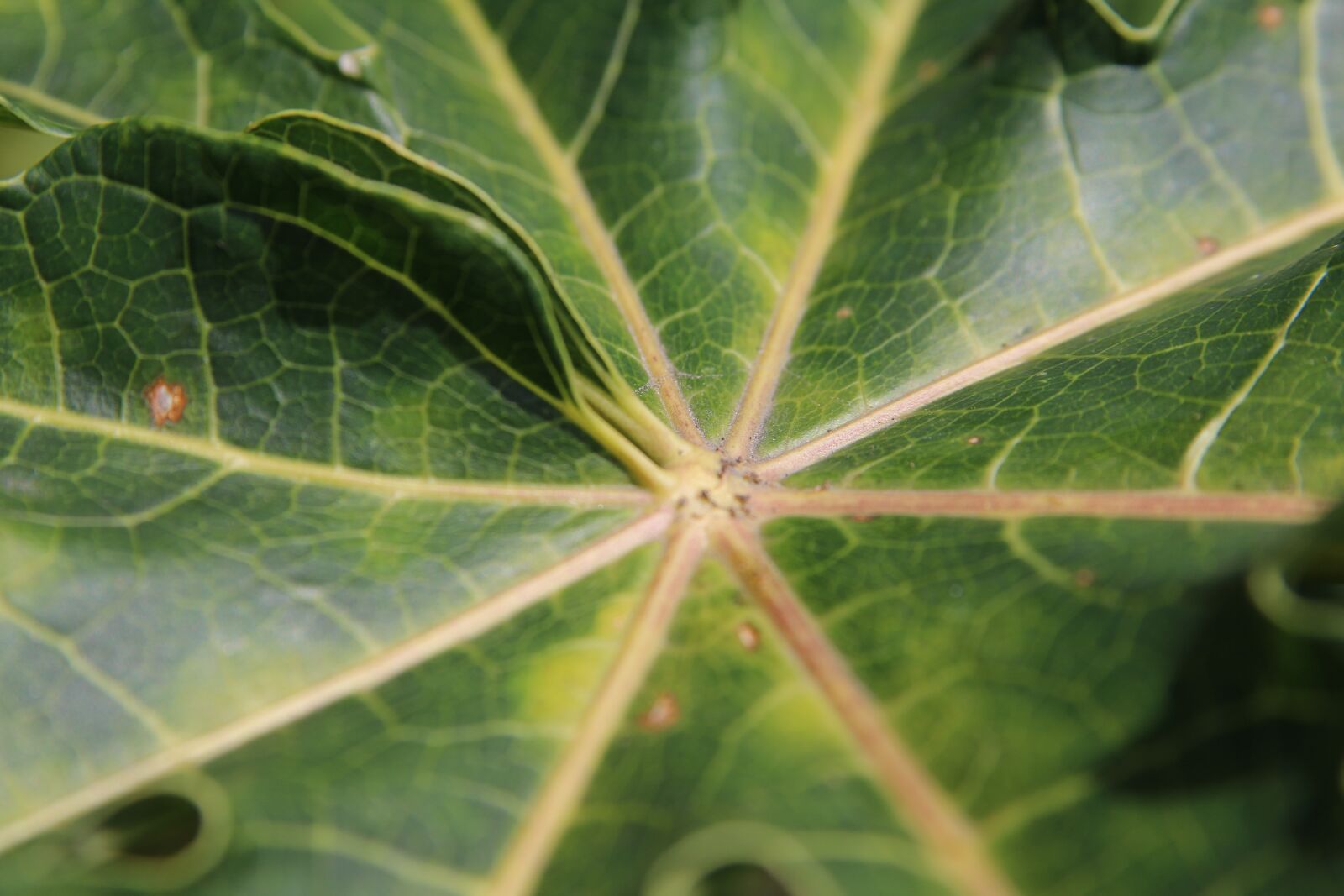 Canon EOS 70D sample photo. Leaves, plants, path photography