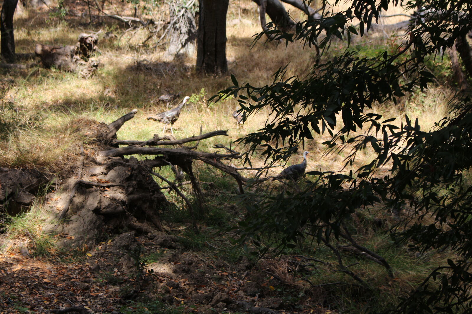 Canon EOS 700D (EOS Rebel T5i / EOS Kiss X7i) sample photo. Nature, turkeys, wildlife, photography photography