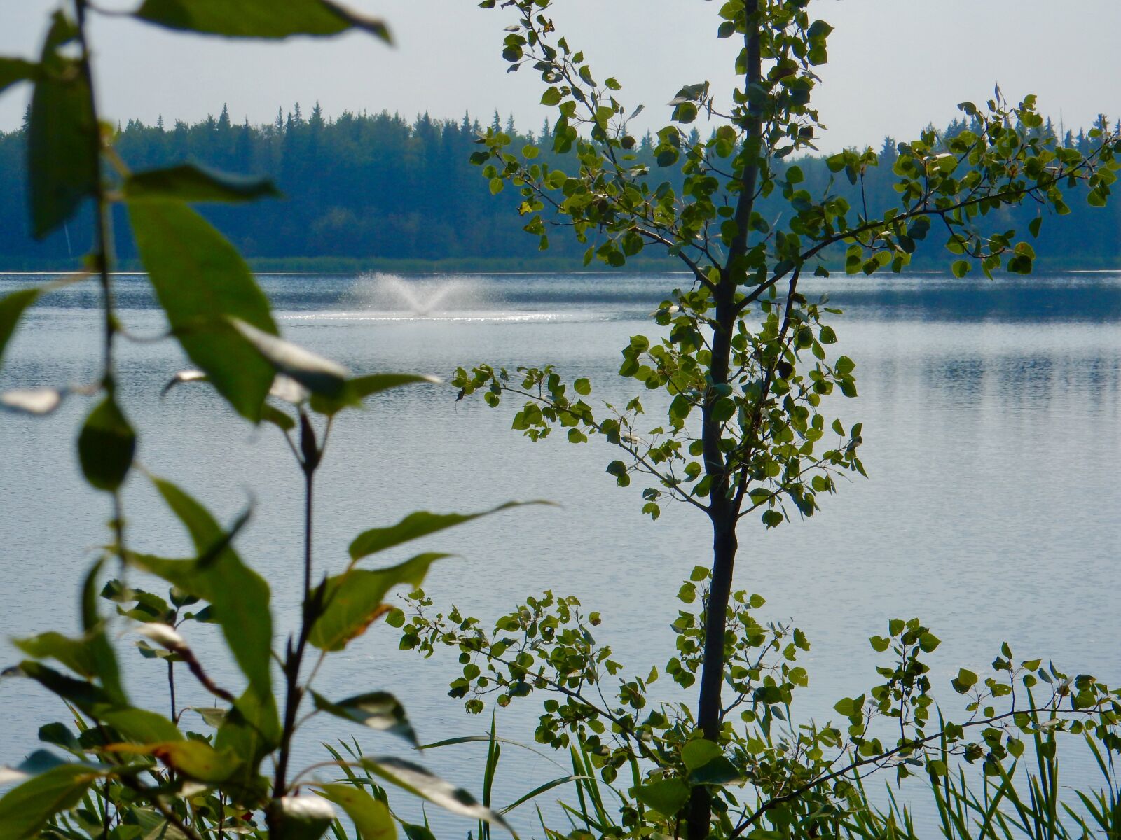 Nikon Coolpix S9900 sample photo. Lake, alberta, tree photography