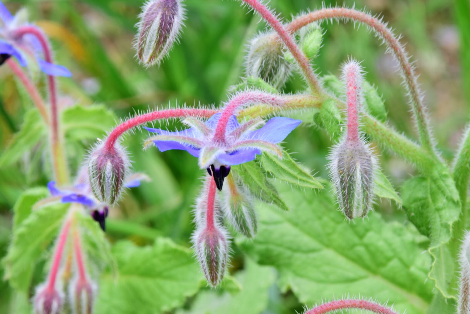 Nikon D3300 sample photo. Flower, hanging, vioett photography