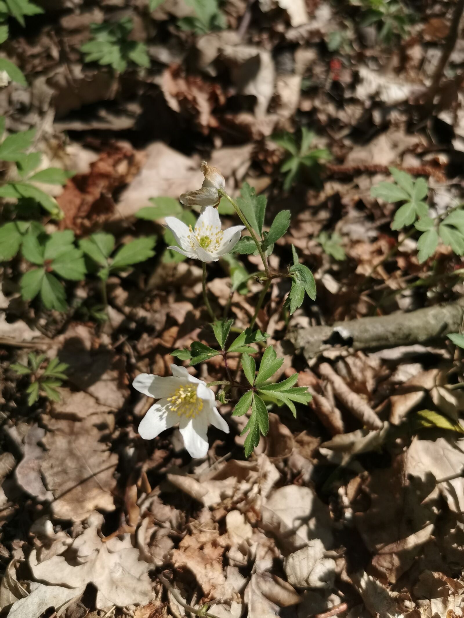 HUAWEI P30 Pro sample photo. Spring, forest, flower photography