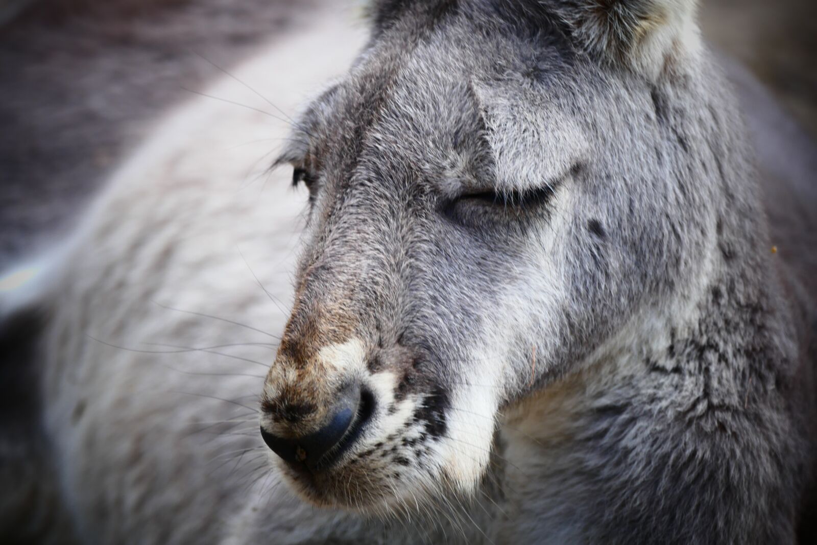 Panasonic Lumix DMC-FZ1000 sample photo. Kangaroo, animal, australia photography
