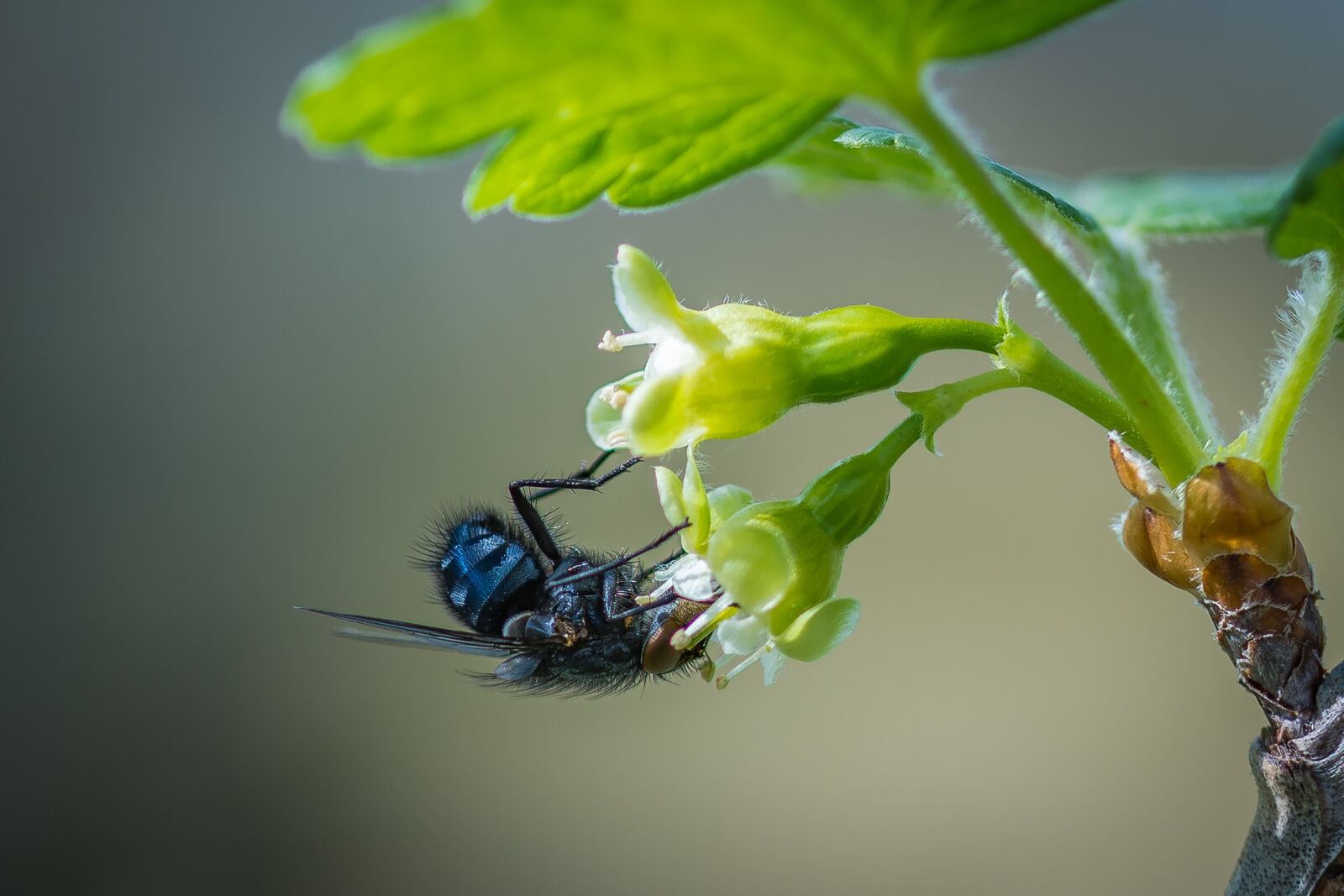 Nikon D7200 sample photo. Fly, blossom, bloom photography