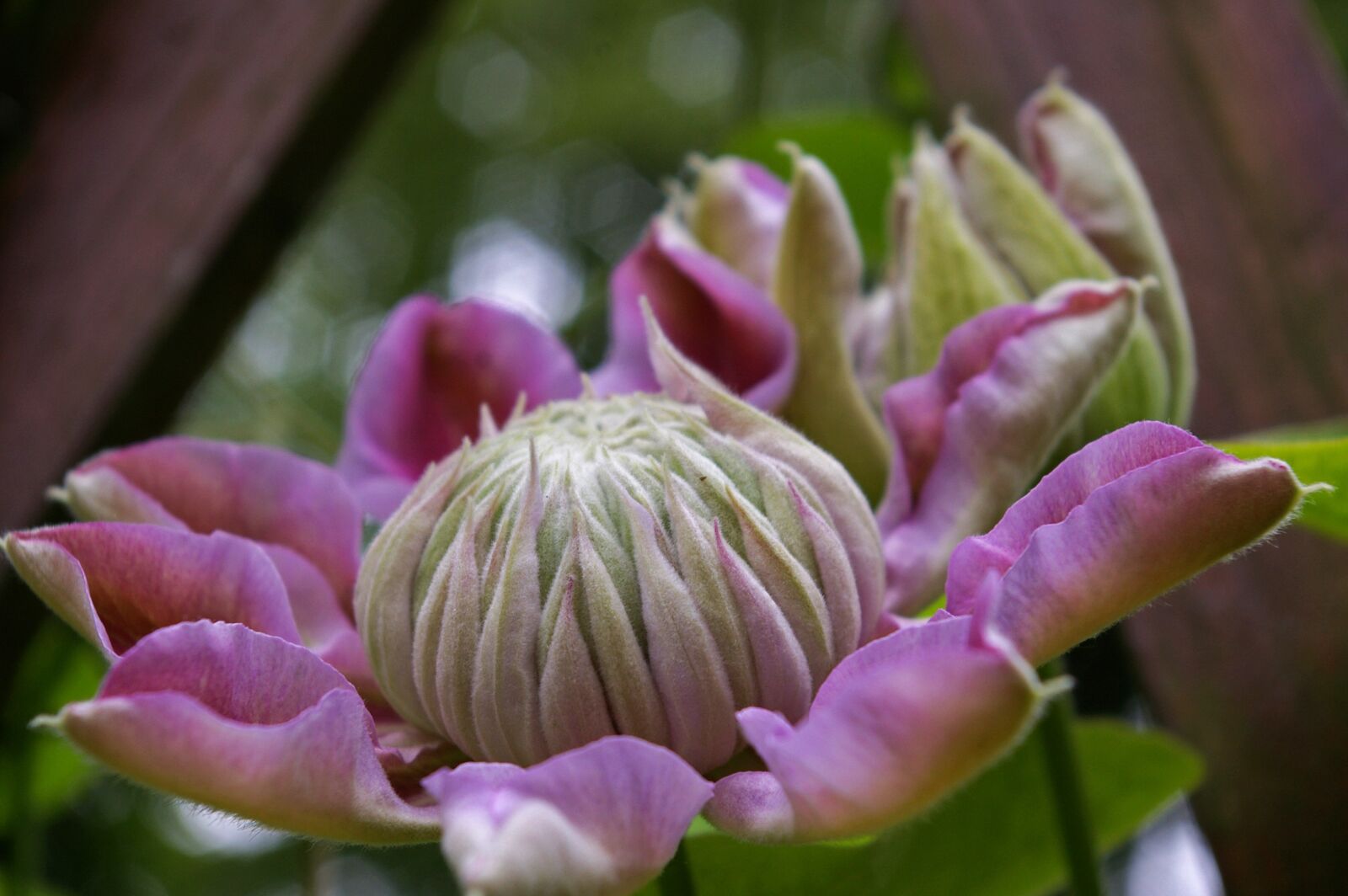 Pentax *ist DL2 sample photo. Clematis, bloom, flower photography