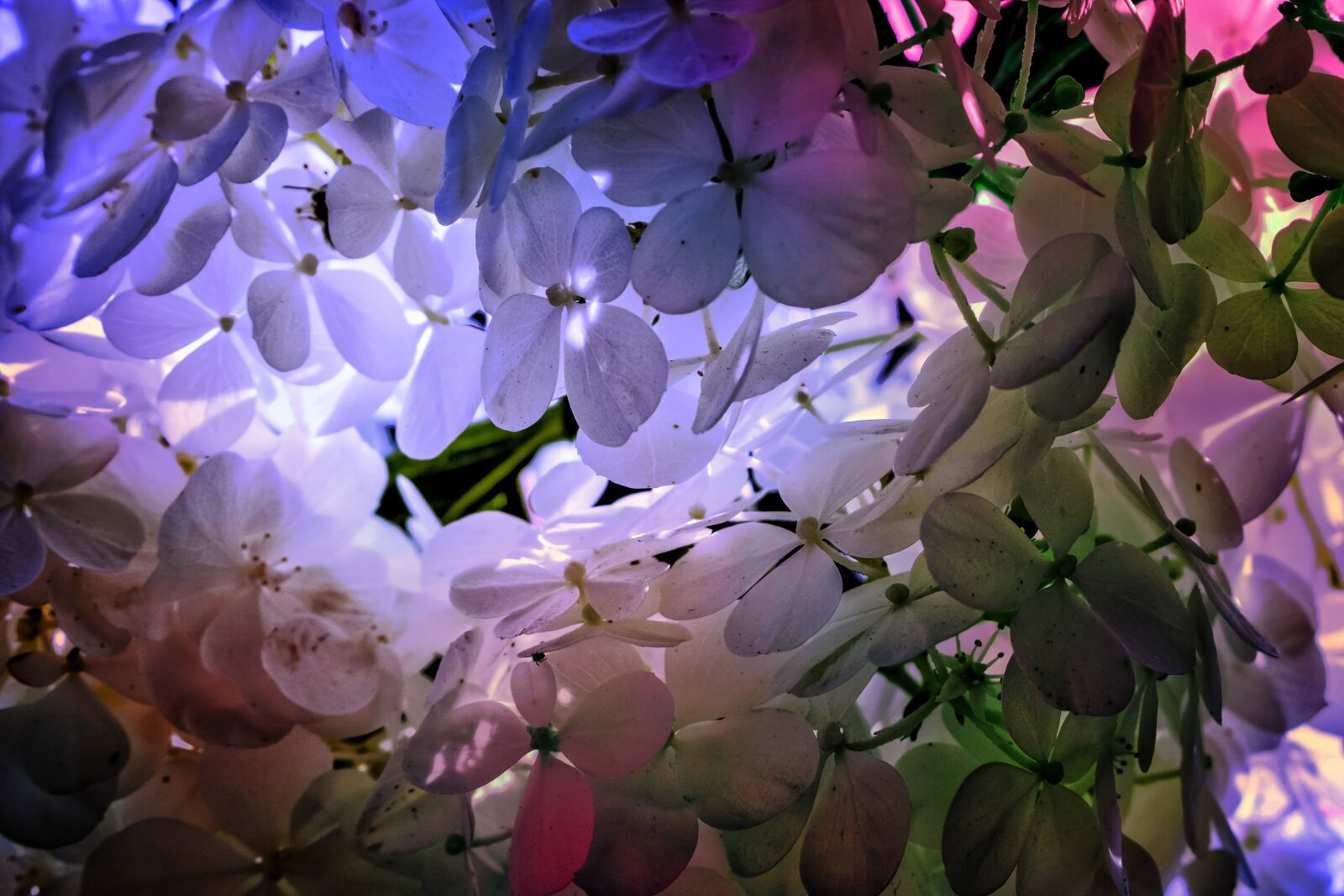 Canon EOS 750D (EOS Rebel T6i / EOS Kiss X8i) sample photo. Flowers, petals, plant photography