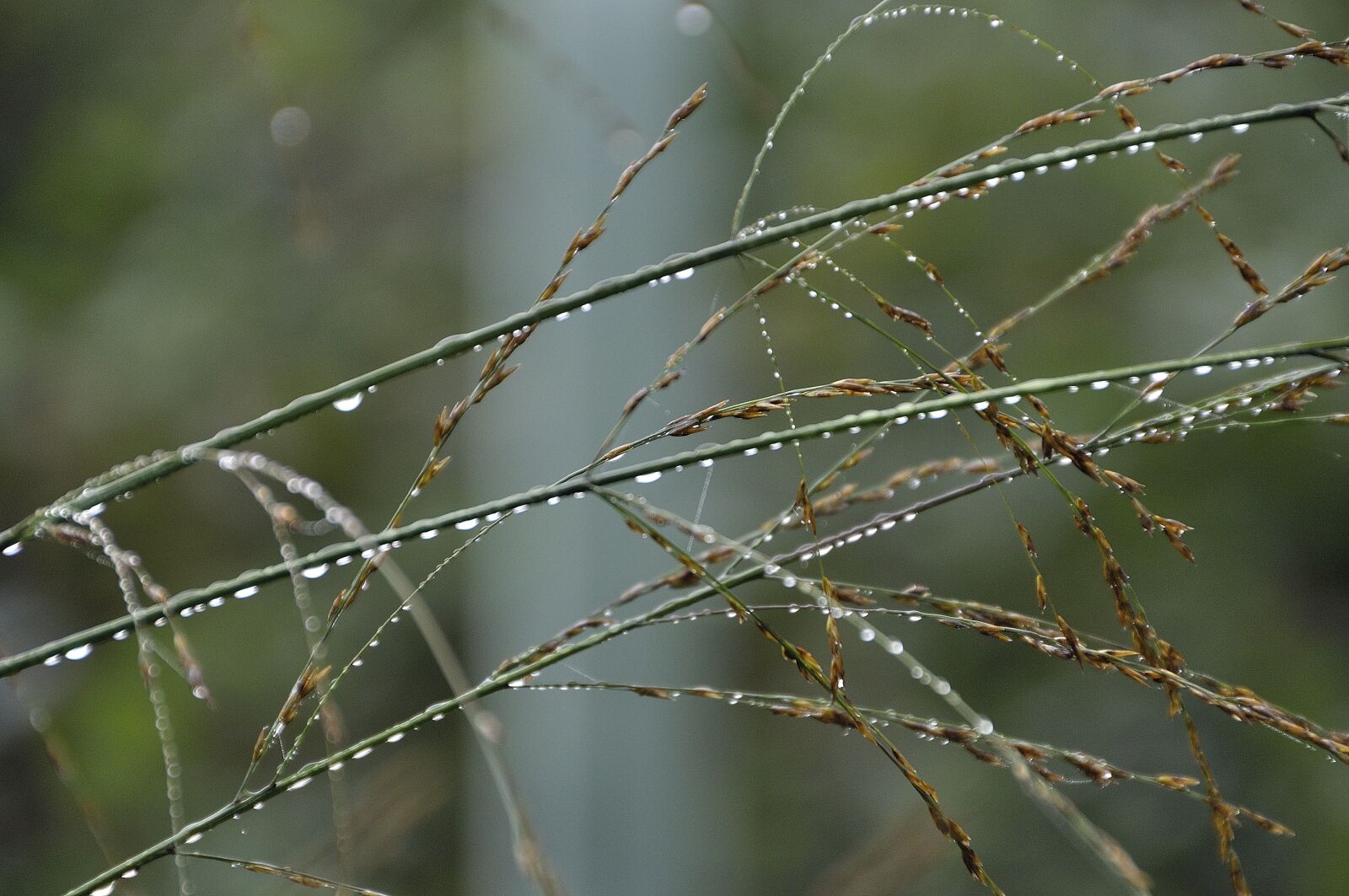 Nikon D90 sample photo. Raindrop, blades of grass photography