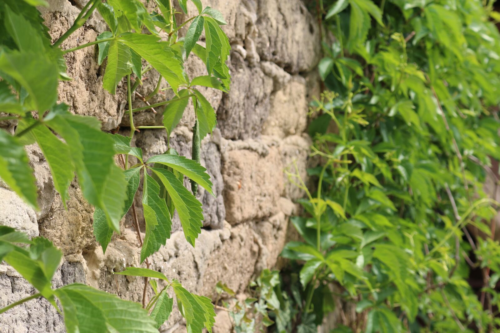 Canon EOS 70D sample photo. Brick, green, leaf photography