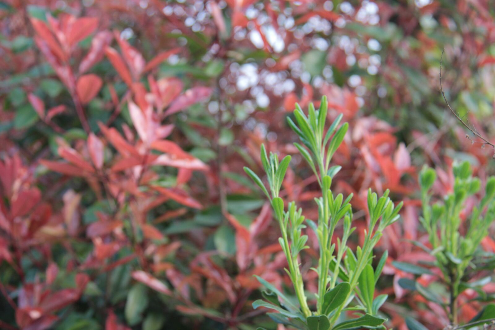 Canon EF-S 18-200mm F3.5-5.6 IS sample photo. Autumn leaves green, spring photography