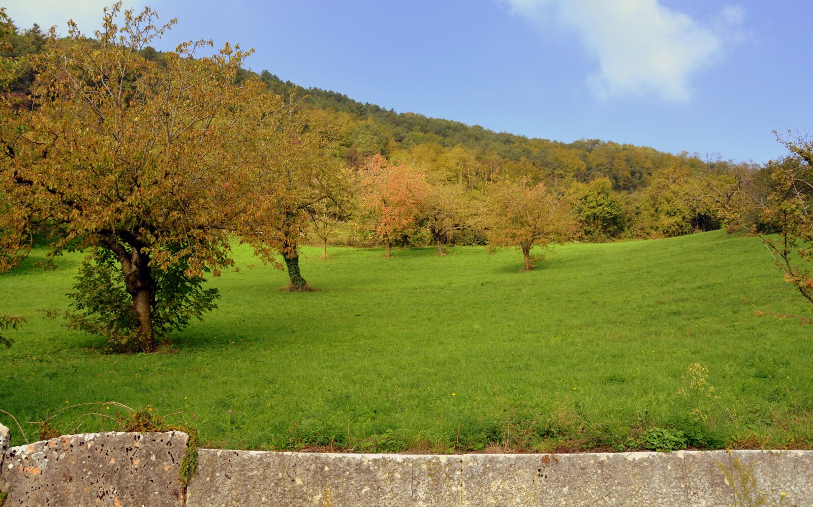 Nikon D7100 sample photo. Prato, trees, green photography