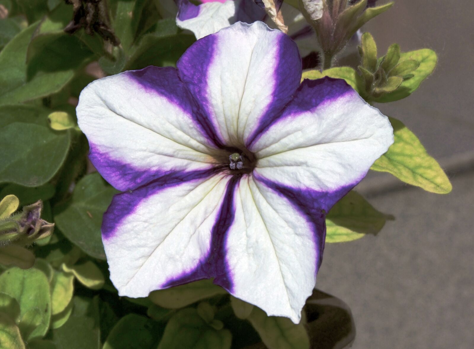 Fujifilm FinePix S100fs sample photo. Petunia, colorful flower, garden photography