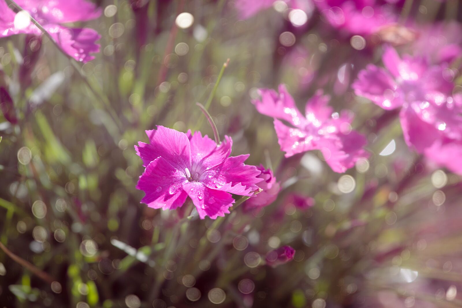 Nikon D750 sample photo. Cloves, cushion flower, pink photography