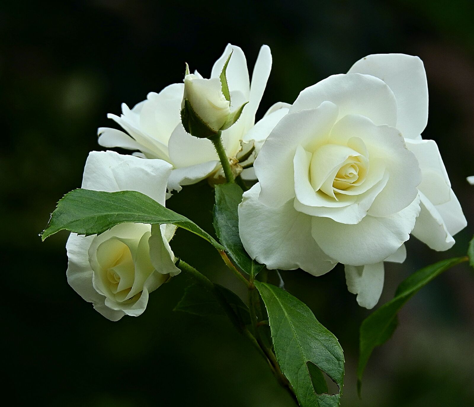 Nikon Coolpix P900 sample photo. White rose, beauty, spring photography