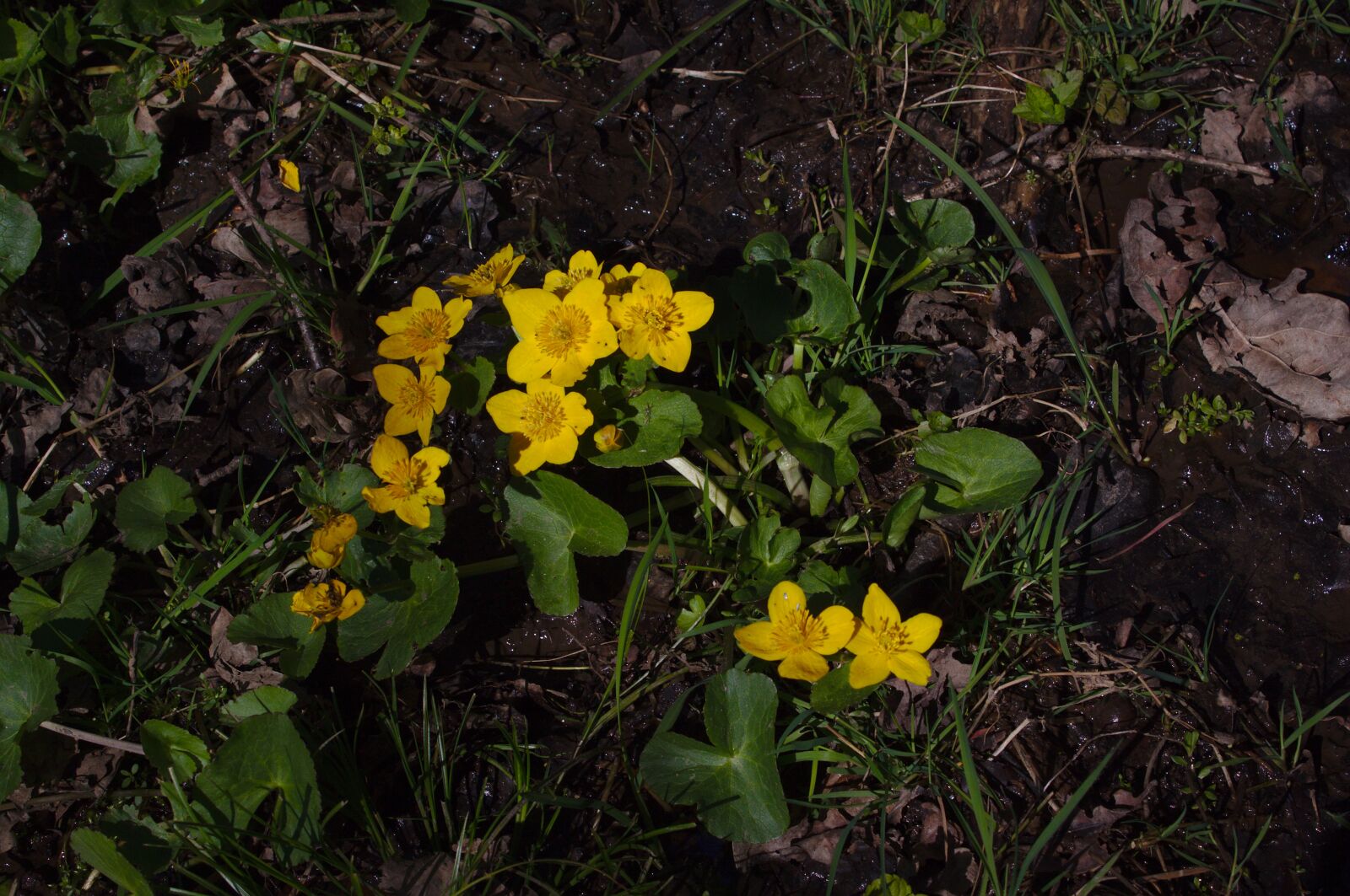 Canon EOS 50D sample photo. Marsh marigold, kingcup, caltha photography