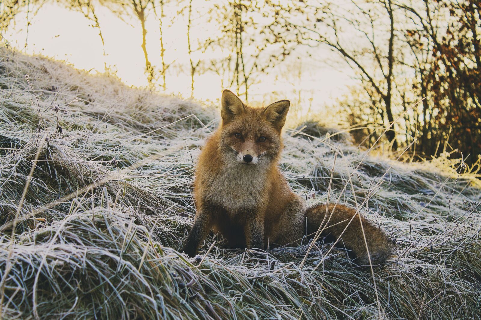 Canon EOS 1100D (EOS Rebel T3 / EOS Kiss X50) sample photo. Animal, forest, fox photography