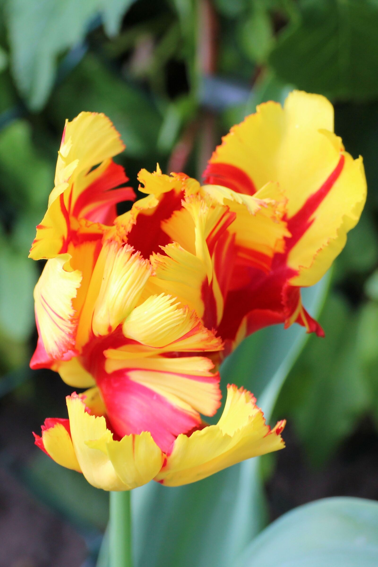 Canon EOS 1200D (EOS Rebel T5 / EOS Kiss X70 / EOS Hi) sample photo. Tulip, blossom, bloom photography