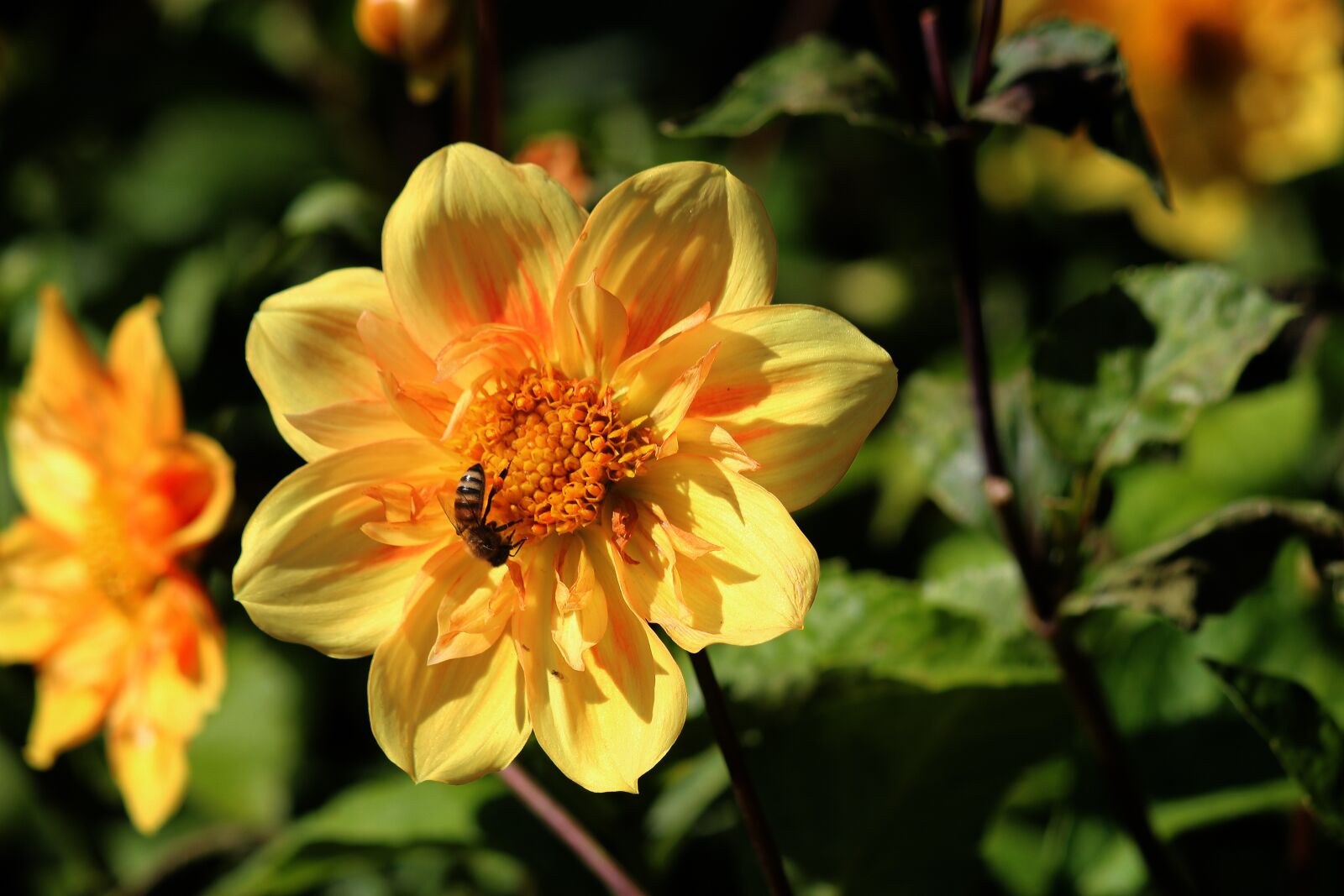 Canon EF-S 55-250mm F4-5.6 IS II sample photo. Dahlia, flower, bloom photography