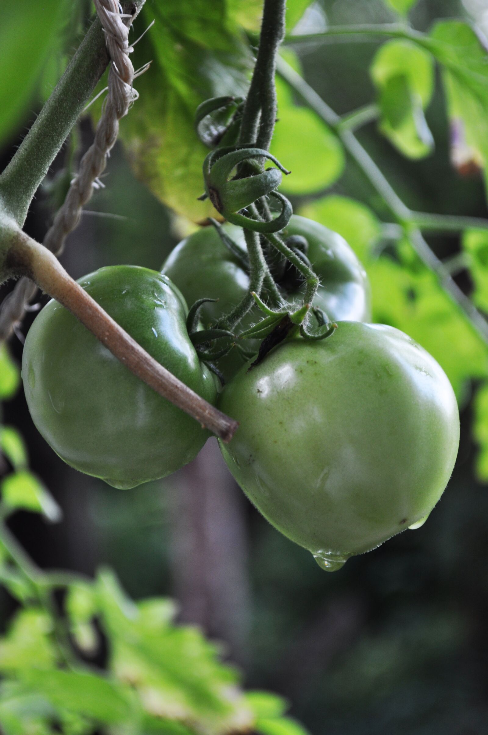 Nikon D5000 sample photo. Three, green, tomatoes photography