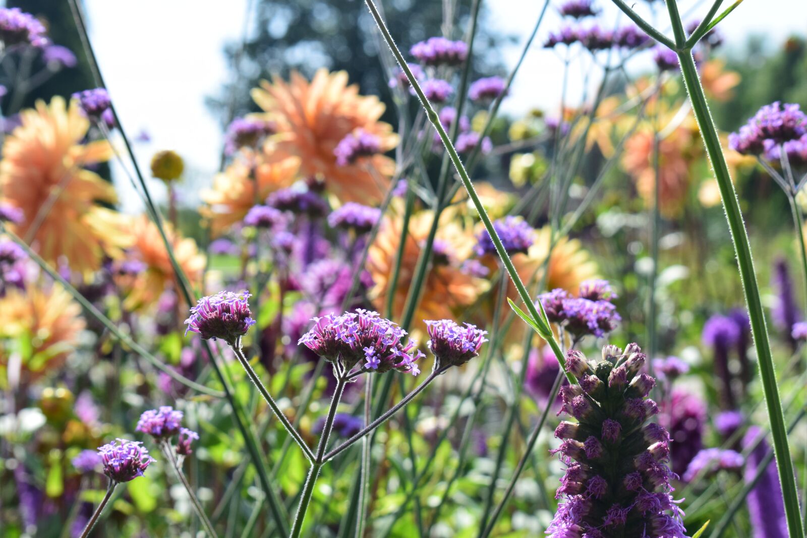 Nikon D5300 sample photo. Flower meadow, colorful, yellow photography