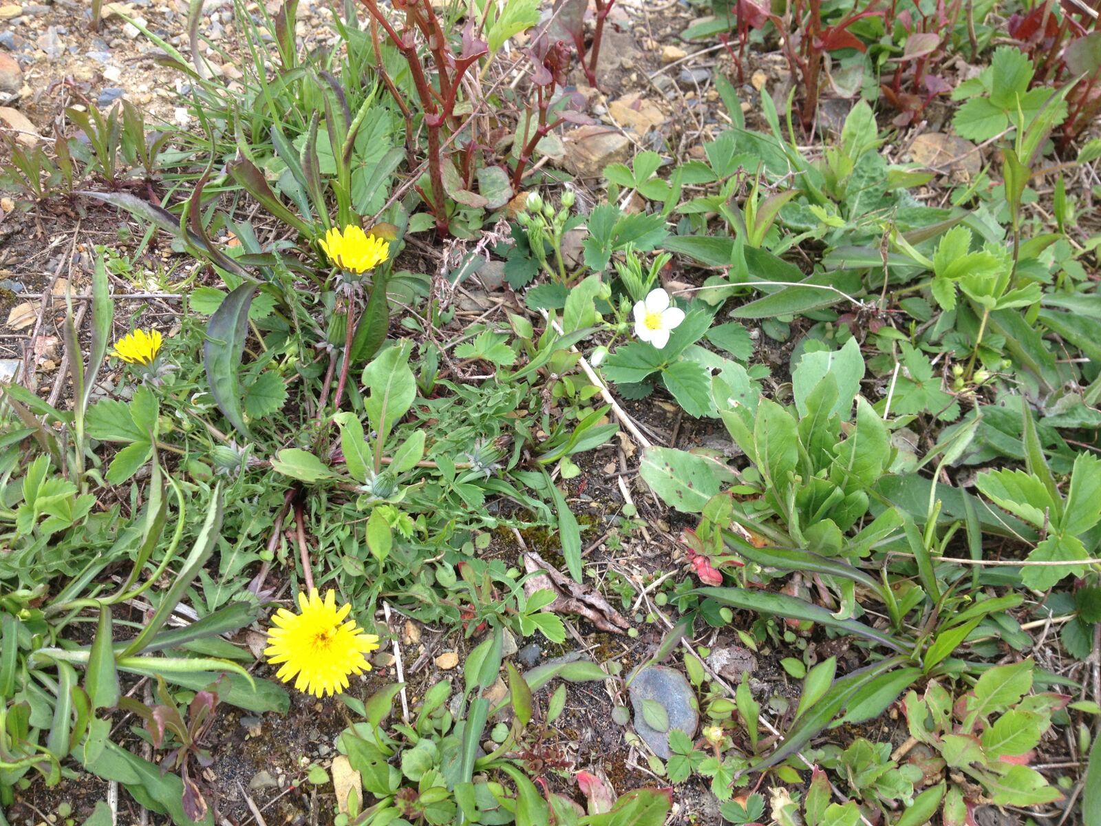 iPhone 4S back camera 4.28mm f/2.4 sample photo. Dandelion, grass, nature, plants photography
