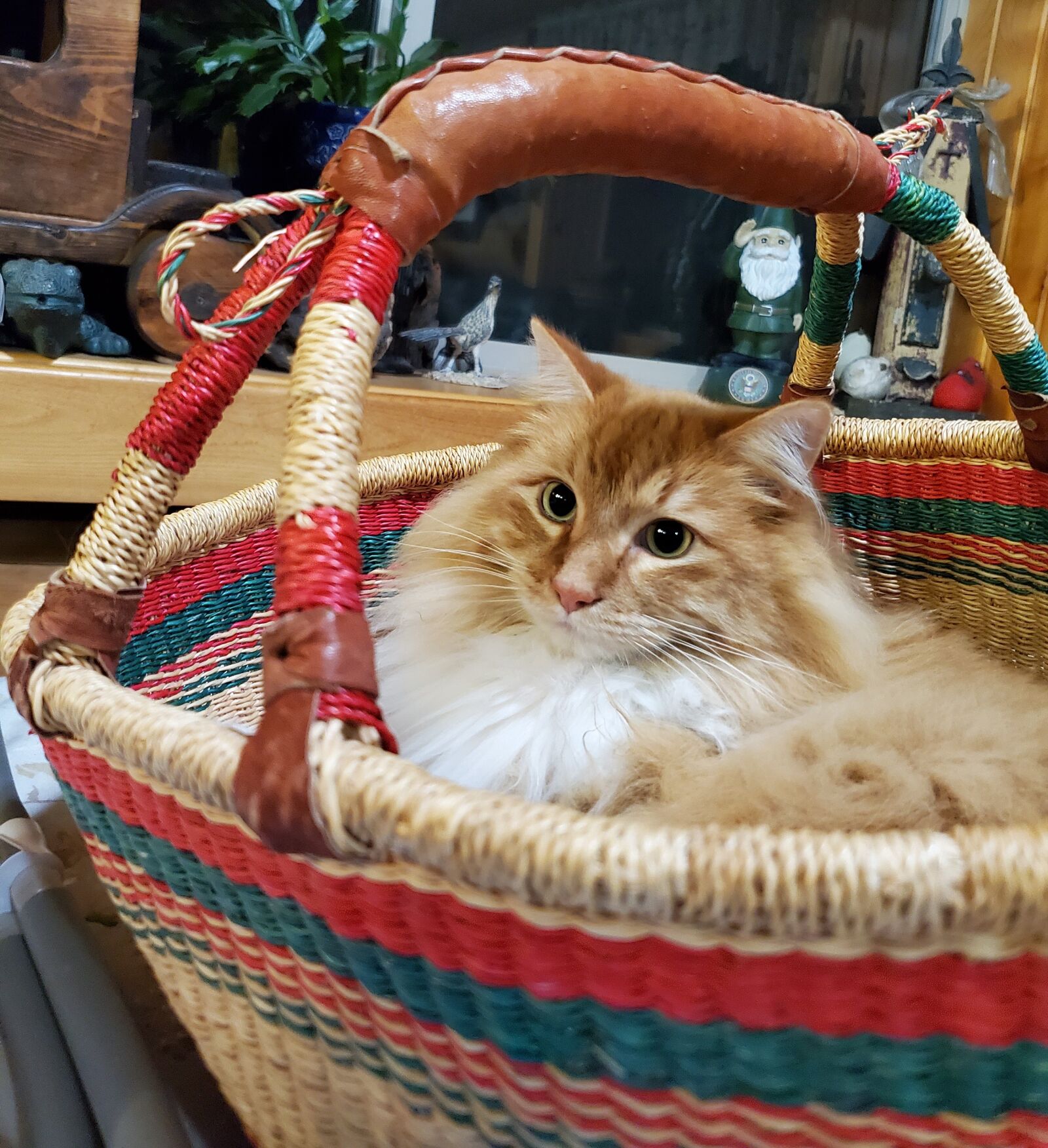 Samsung Galaxy S10 sample photo. Basket, cat, cat in photography