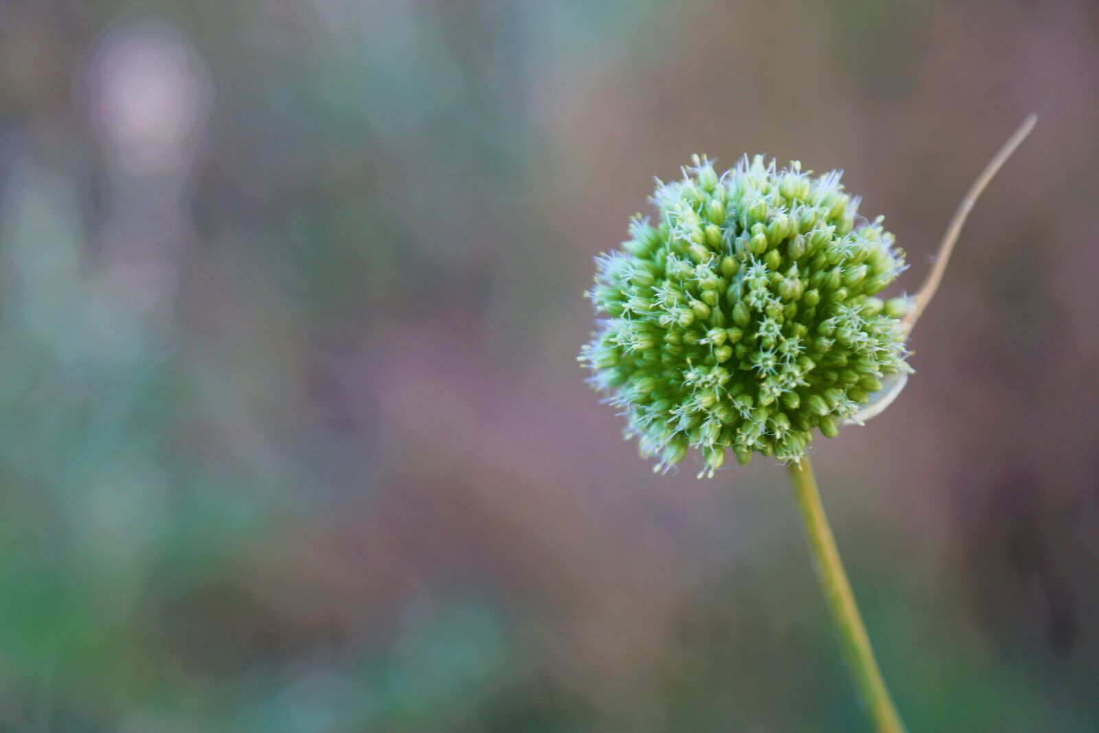 Canon EF 24-105mm F4L IS USM sample photo. Plant, nature, flower photography