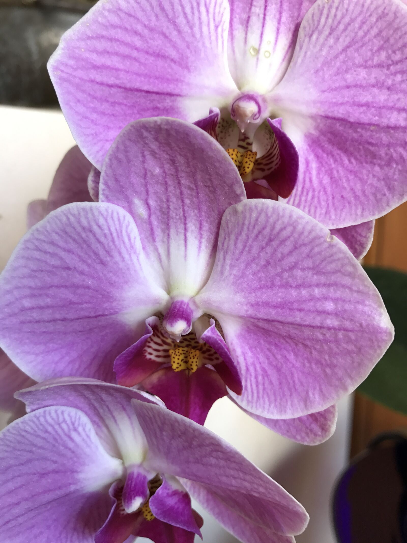 Apple iPhone 7 sample photo. Flower, orchid, nature photography