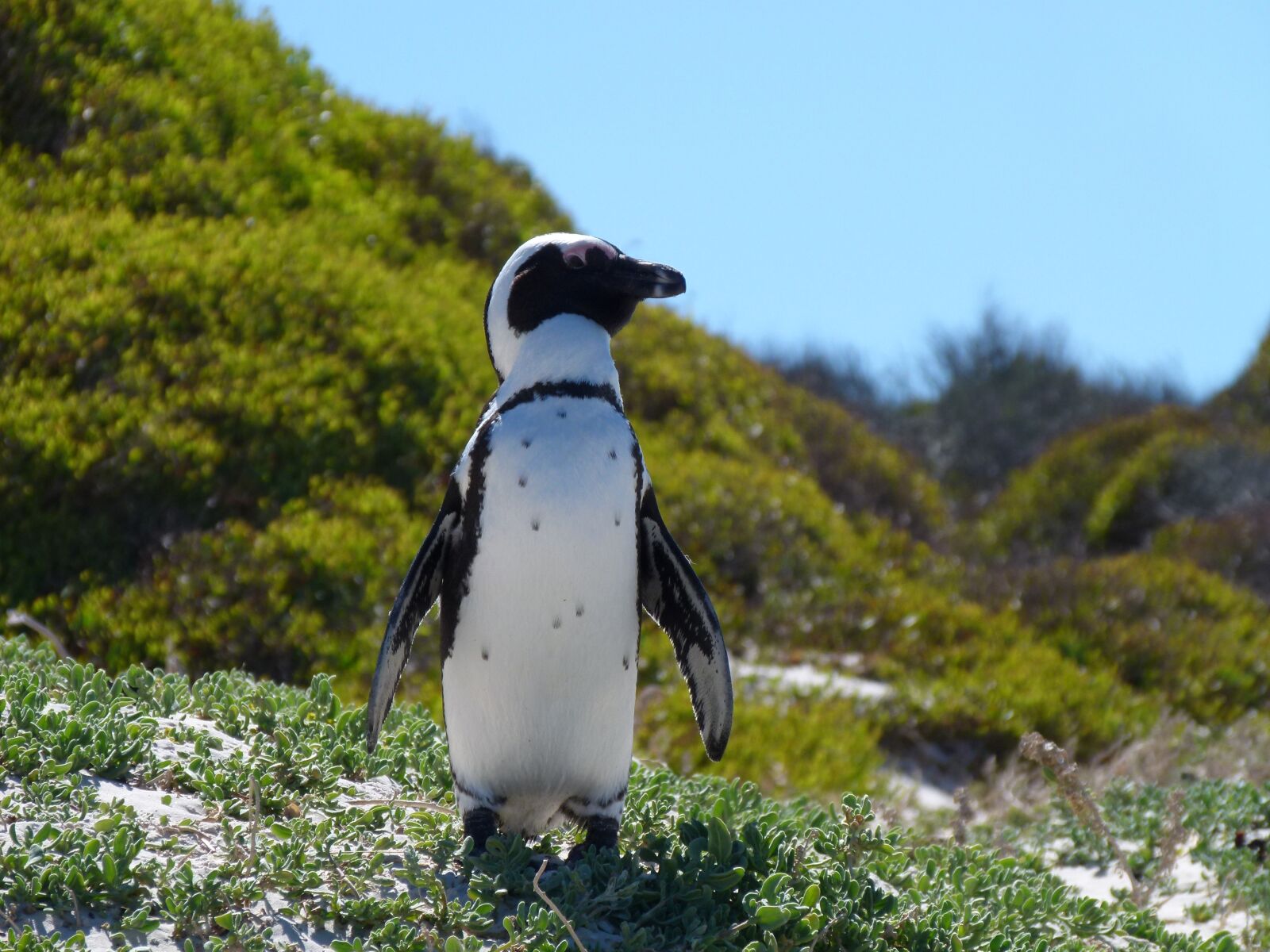 Panasonic Lumix DMC-FZ100 sample photo. Penguin, capetown, southafrica photography