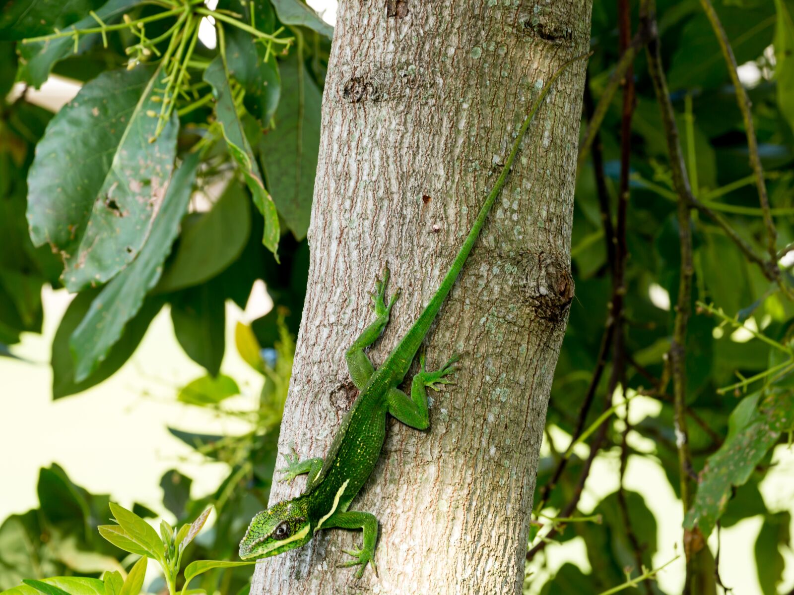 Canon EOS 5D Mark III sample photo. Cuban knight anole, green photography