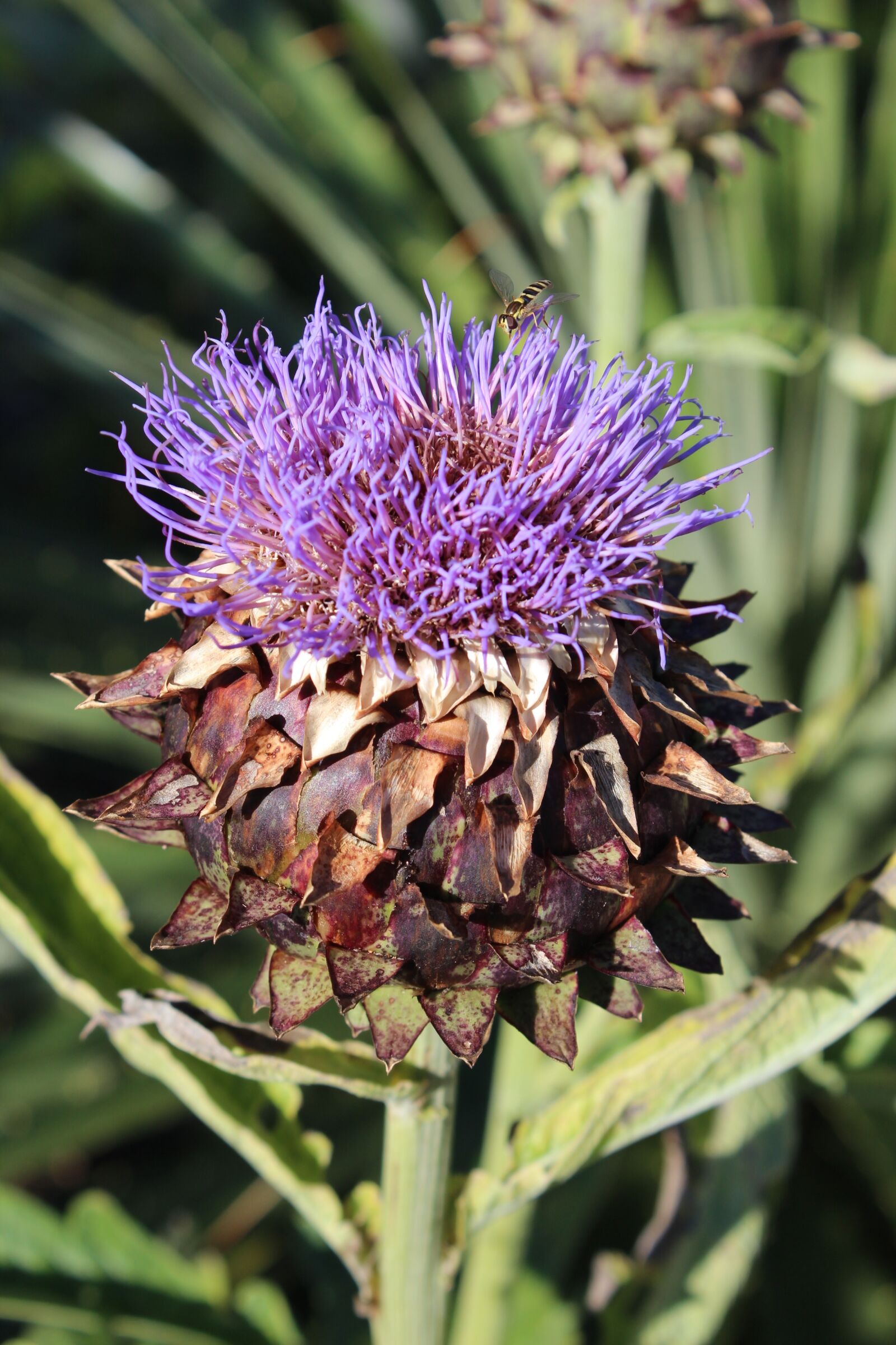 Canon EOS 600D (Rebel EOS T3i / EOS Kiss X5) sample photo. Globe artichoke, purple, plant photography