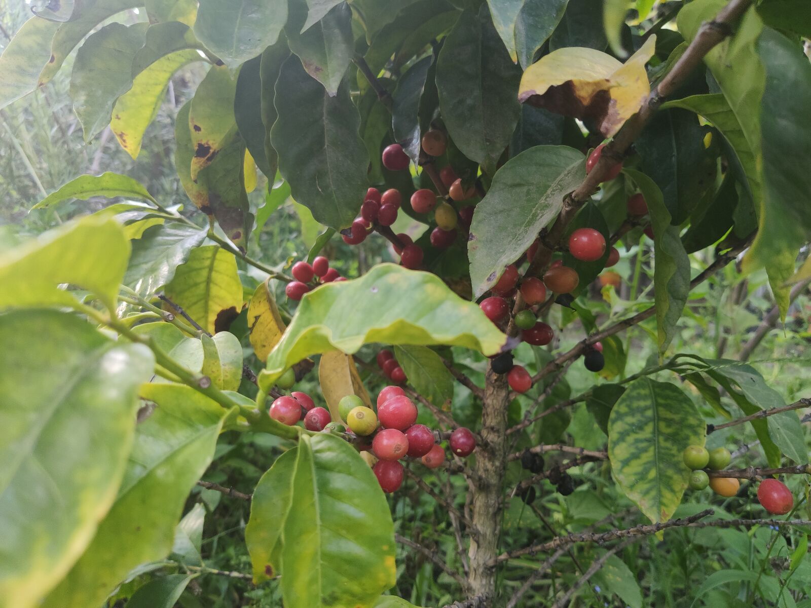 Xiaomi MI 9 sample photo. Coffee, nature, plants photography