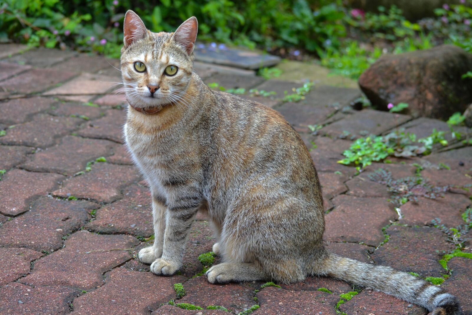 Nikon D3100 sample photo. Cat, feline, tabby photography