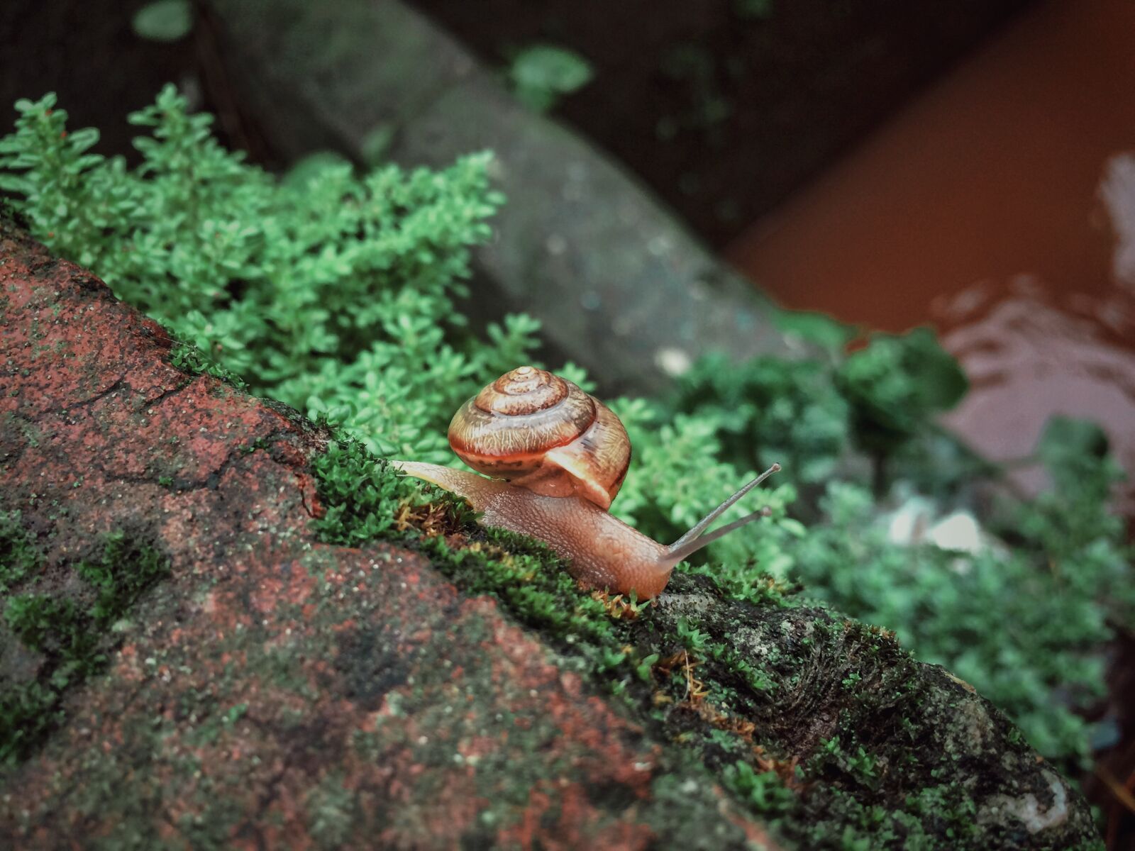 iPhone 5s back camera 4.15mm f/2.2 sample photo. Snail, nature, animal photography