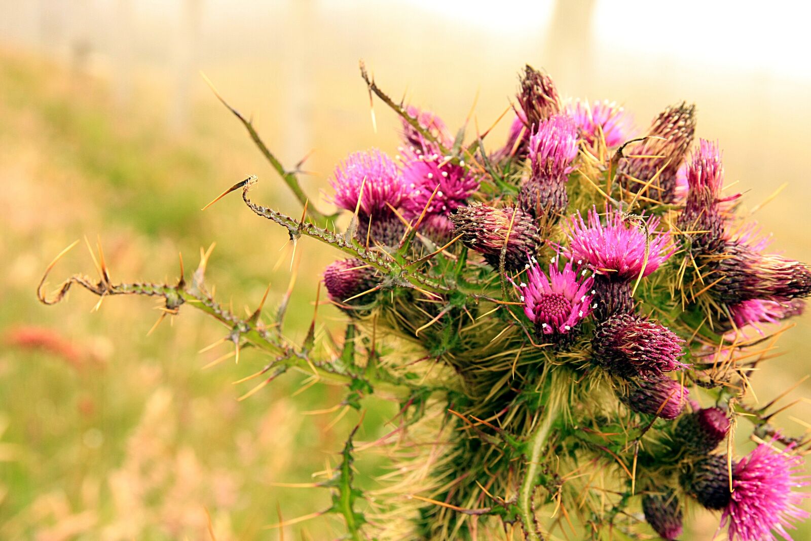 Canon EOS 40D sample photo. Thistle, scotland, flower photography