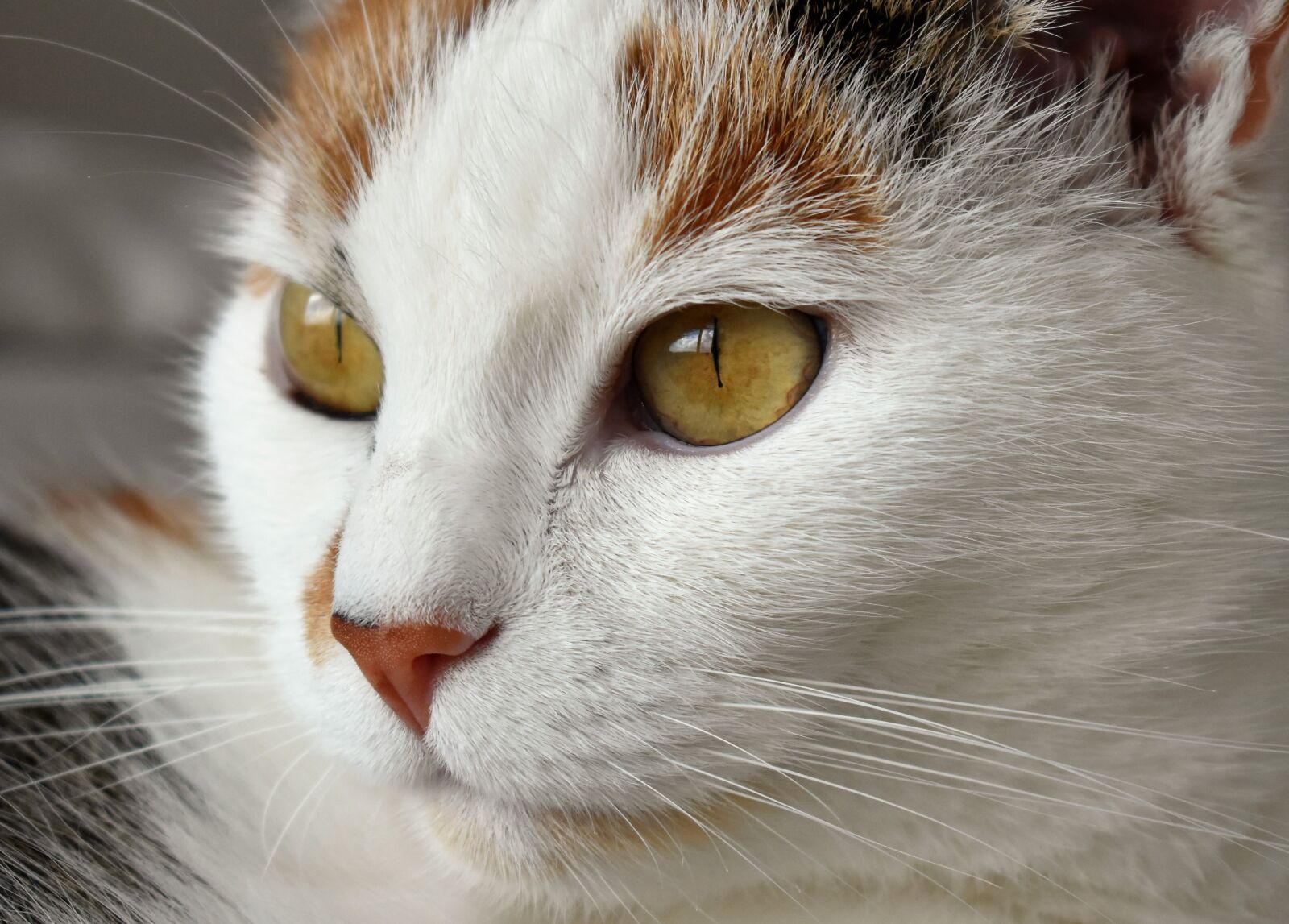 Nikon D5500 sample photo. Cat, animal, white photography