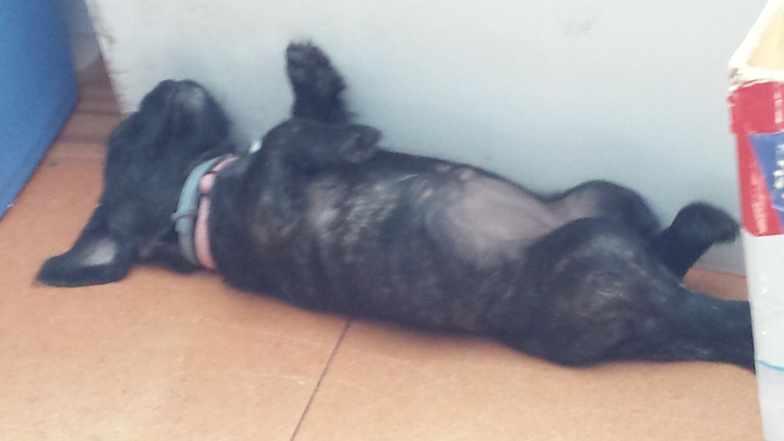 Samsung Galaxy S4 sample photo. Dog, peace, rest photography