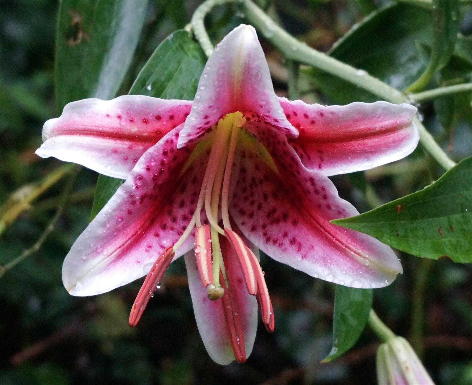 Sony Alpha NEX-5T sample photo. Rain-wet asiatic lily, asiatic photography